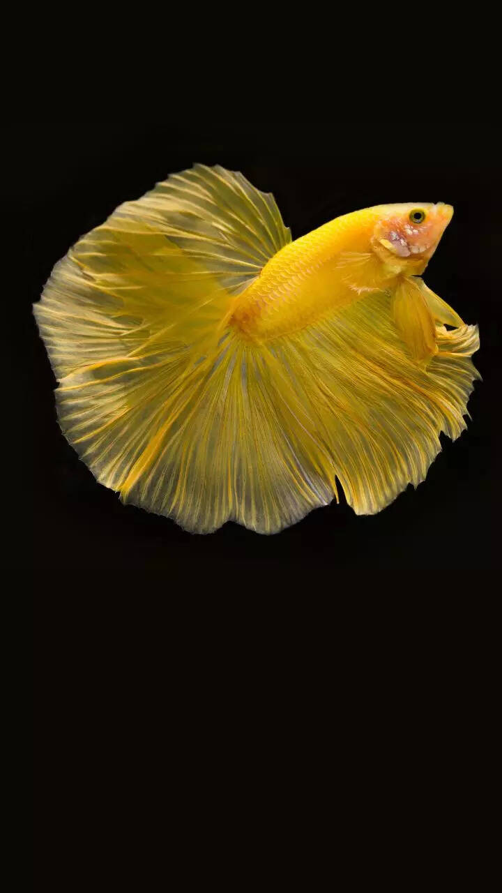 8 fish for beginners that are easy to care for 8 fish for beginners that are easy to care for