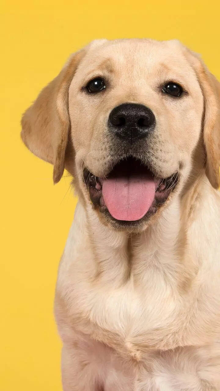 10 facts to know about Labrador Retrievers 10 facts to know about Labrador Retrievers