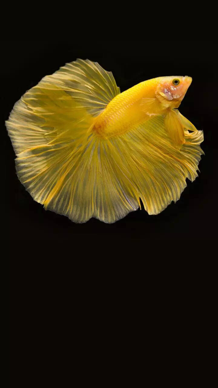 10 things to know before getting a pet Betta fish for aquarium 10 things to know before getting a pet Betta fish for aquarium