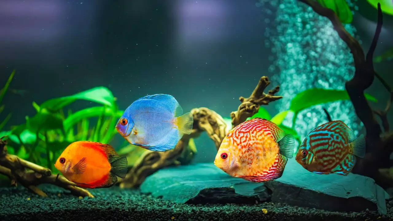 5 important things to know before setting an aquarium 5 important things to know before setting an aquarium