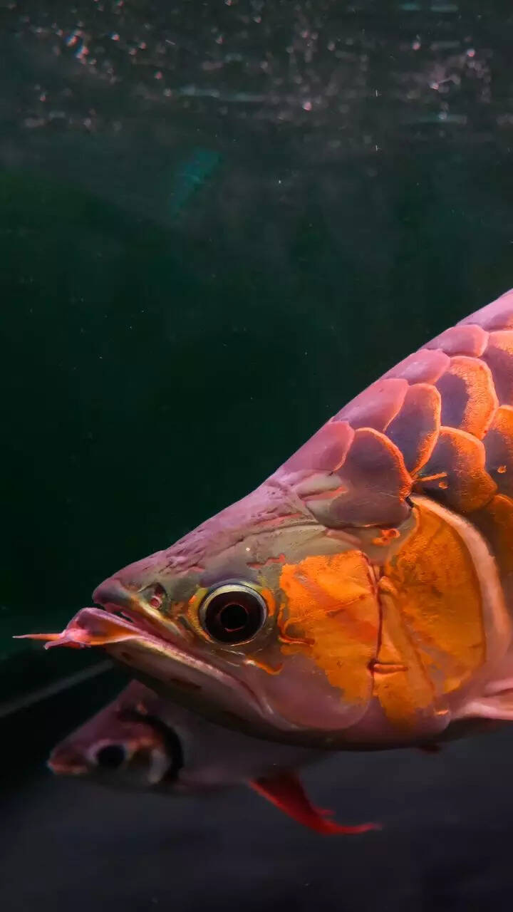 10 types of fish that are difficult to keep in home aquariums 10 types of fish that are difficult to keep in home aquariums