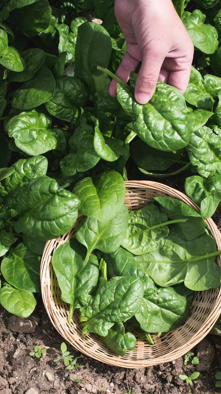 How to grow spinach (palak) in kitchen garden containers How to grow spinach (palak) in kitchen garden containers