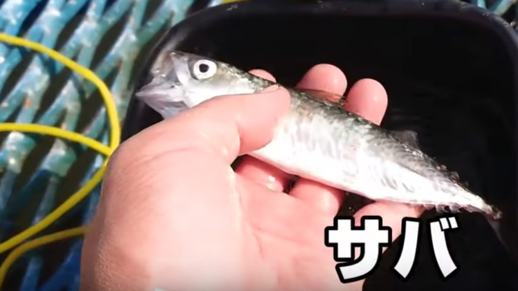 【市原 海釣り公園 アジ釣り】釣果、新型コロナ入場制限、待ち時間｜2020年8月 おさかな探究隊☆さかきゅう