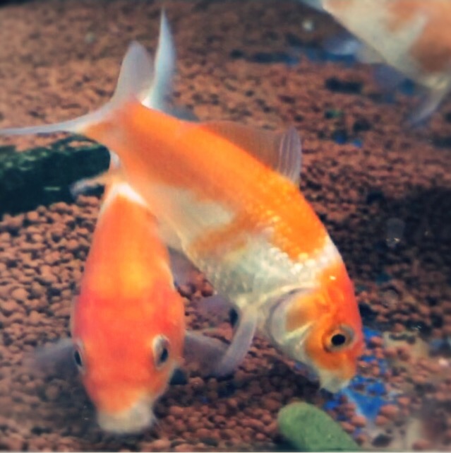 『金魚』と『錦鯉』は一緒に飼えるのか？失敗を減らせるコツとは。 ～水槽で飼える生き物たち～