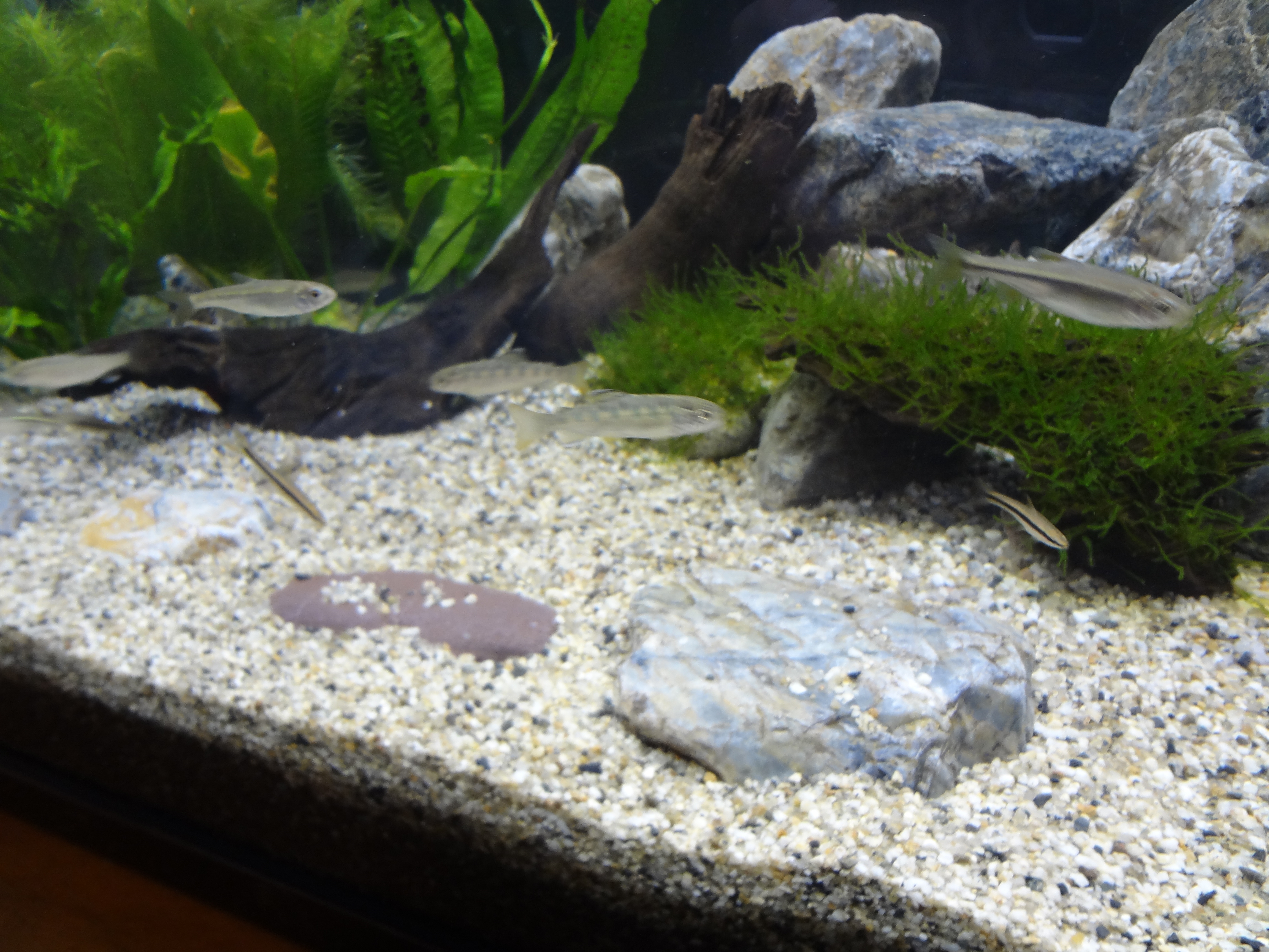 新しいカメラで改めてレイアウトを！！ 日本淡水魚の飼育日記