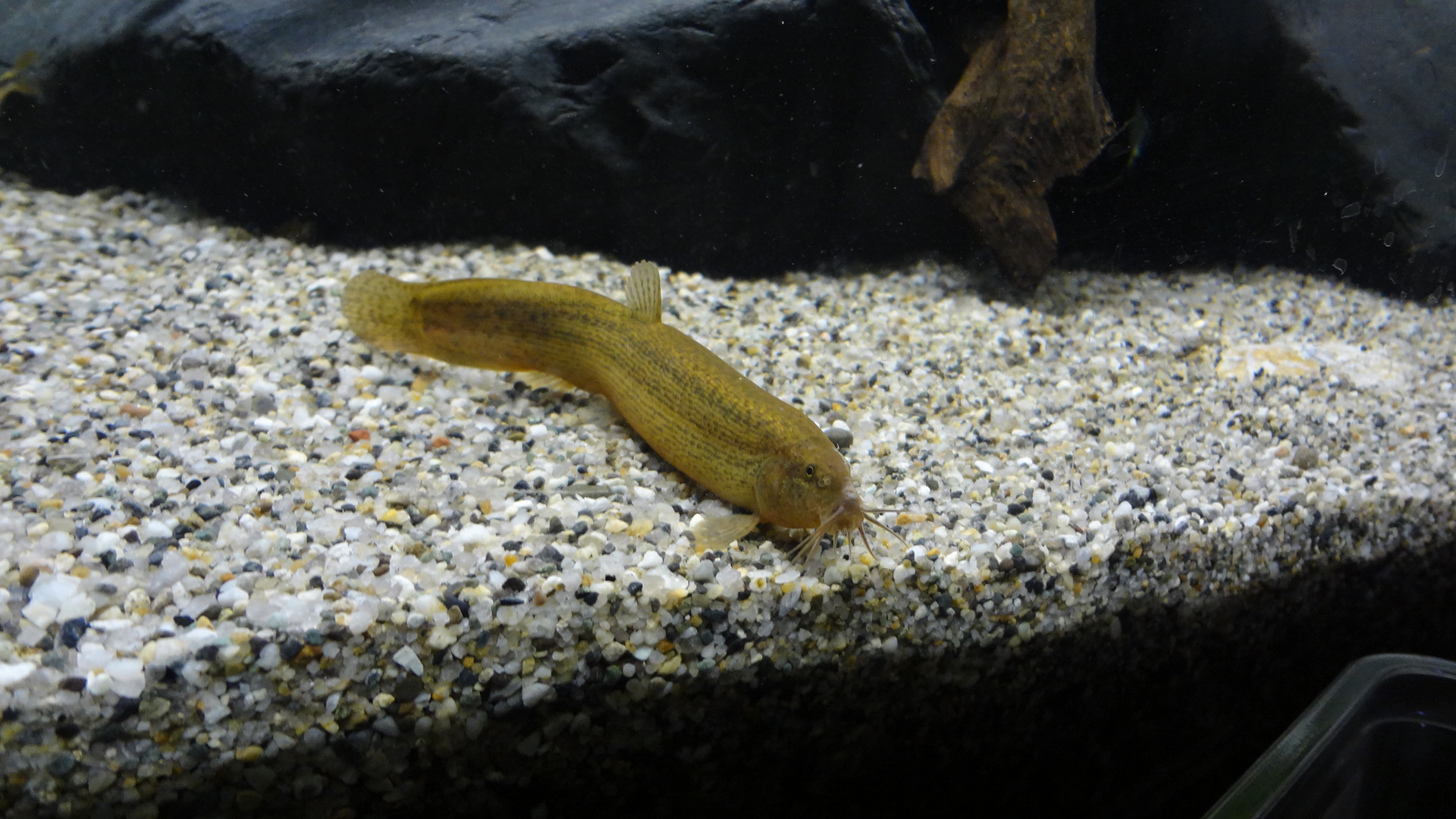 カラドジョウの存在が気になります 日本淡水魚の飼育日記