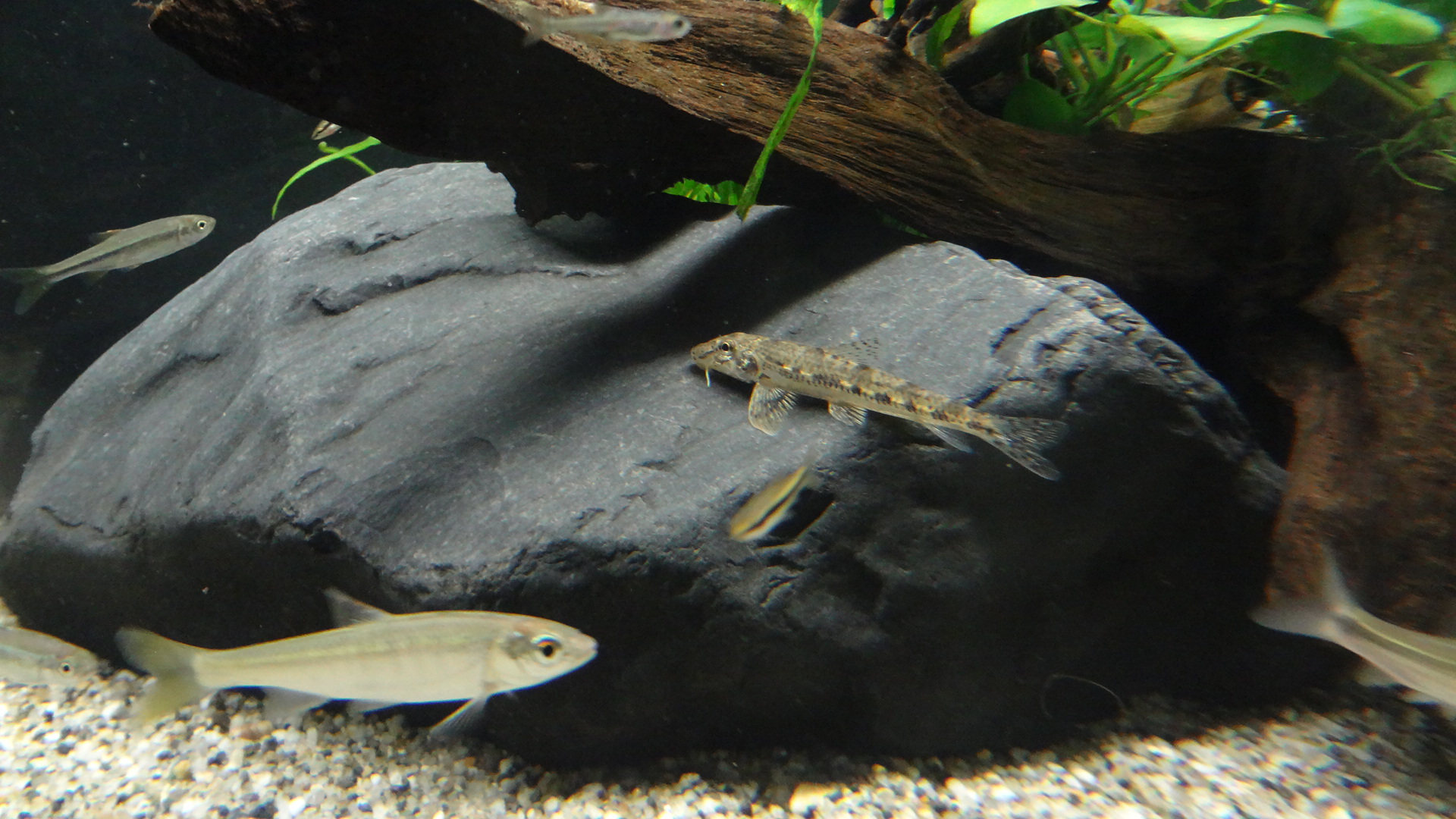 用水路はいろんなお魚と出会える場所である 日本淡水魚の飼育日記