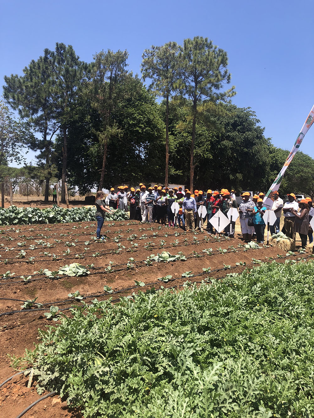 Field day Zimbabwe Sakata