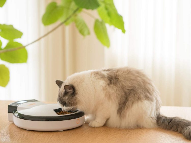 猫 自動 餌 やり 機 おすすめ moonxe