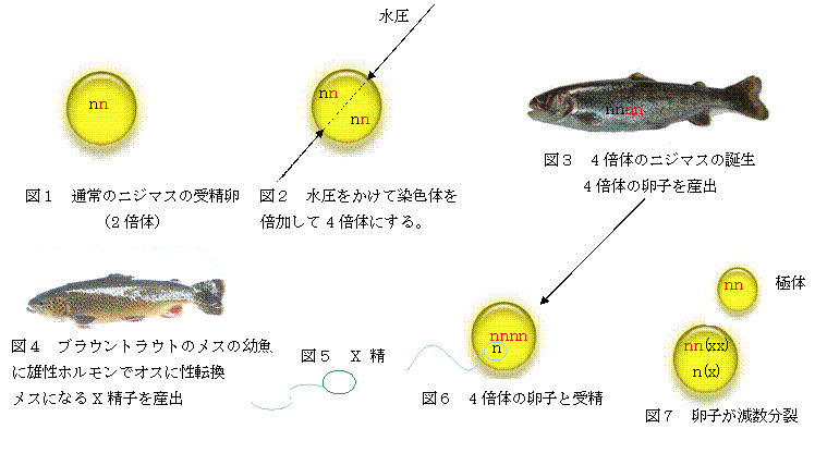 信州サーモンの誕生プロセス
