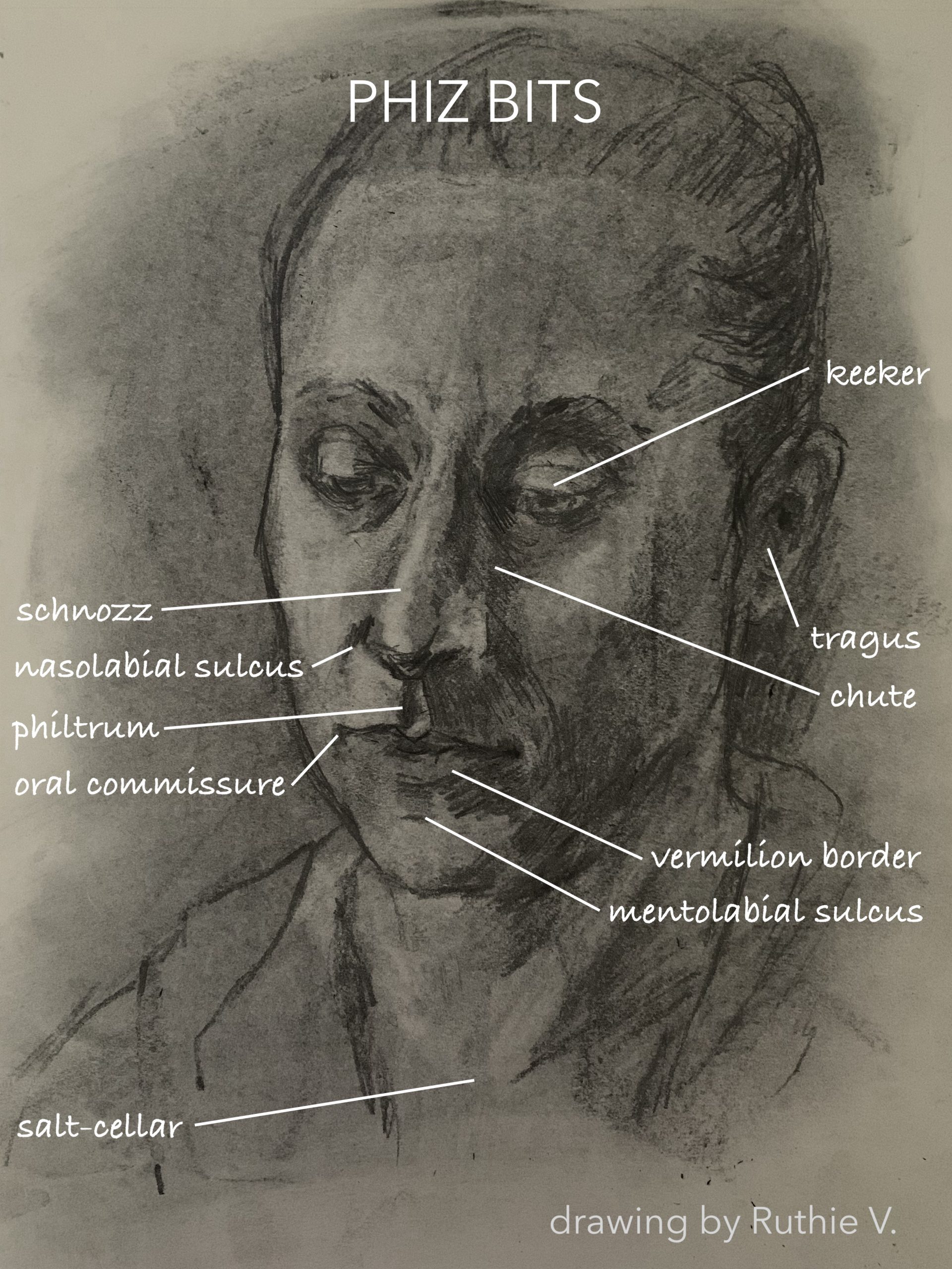 What's the groove below your nose called? Seattle Artist League