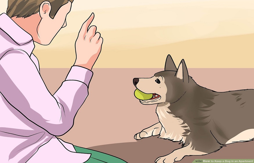 Top 3 Tips for Renters With Pets