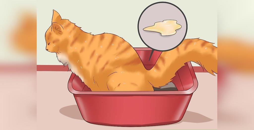 آموزش تصویری روش های درمان و پیشگیری از یبوست گربه ها