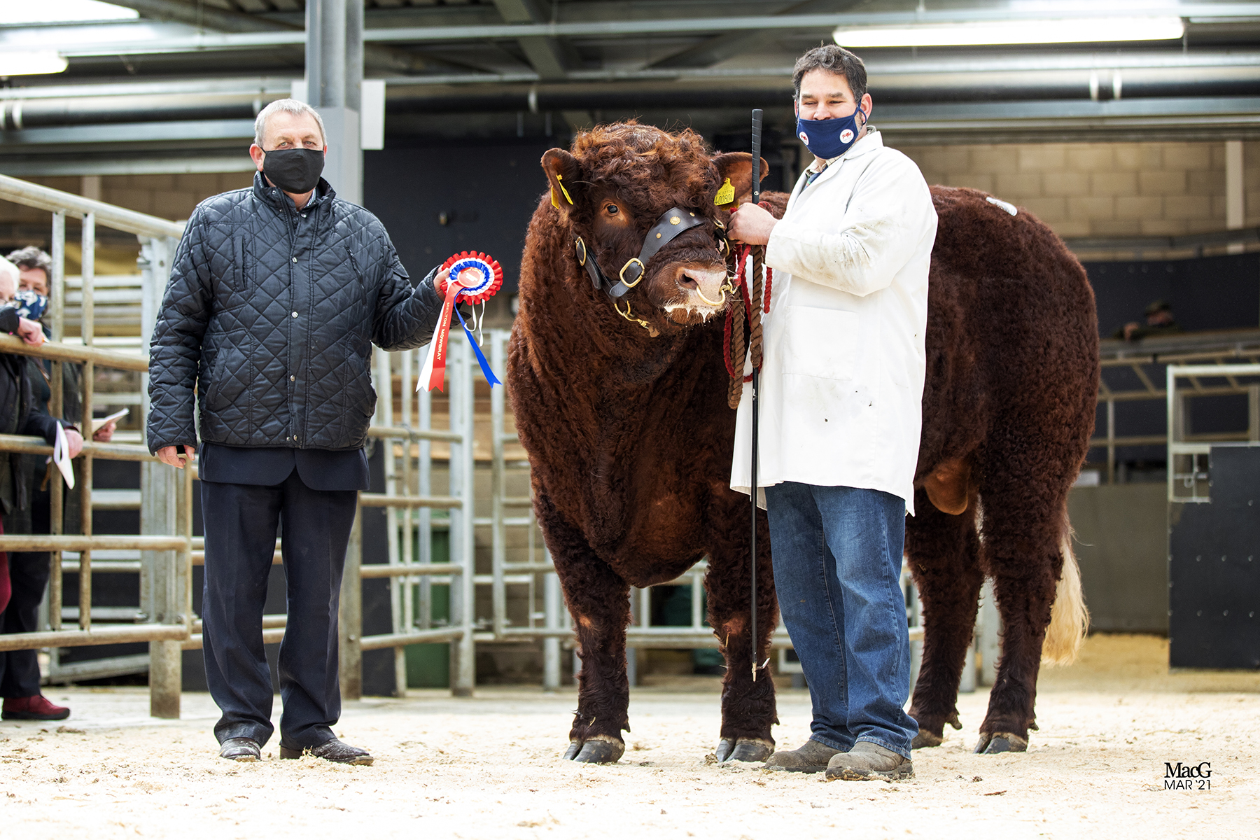 MELTON MOWBRAY SALE REPORT Salers Cattle Society