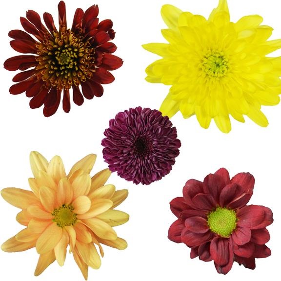 To Ftd Flower Exchange Best Flower Site