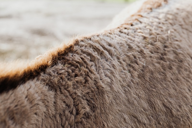 Get Extensive Range of Shaggy Rugs in Melbourne Sale This Week