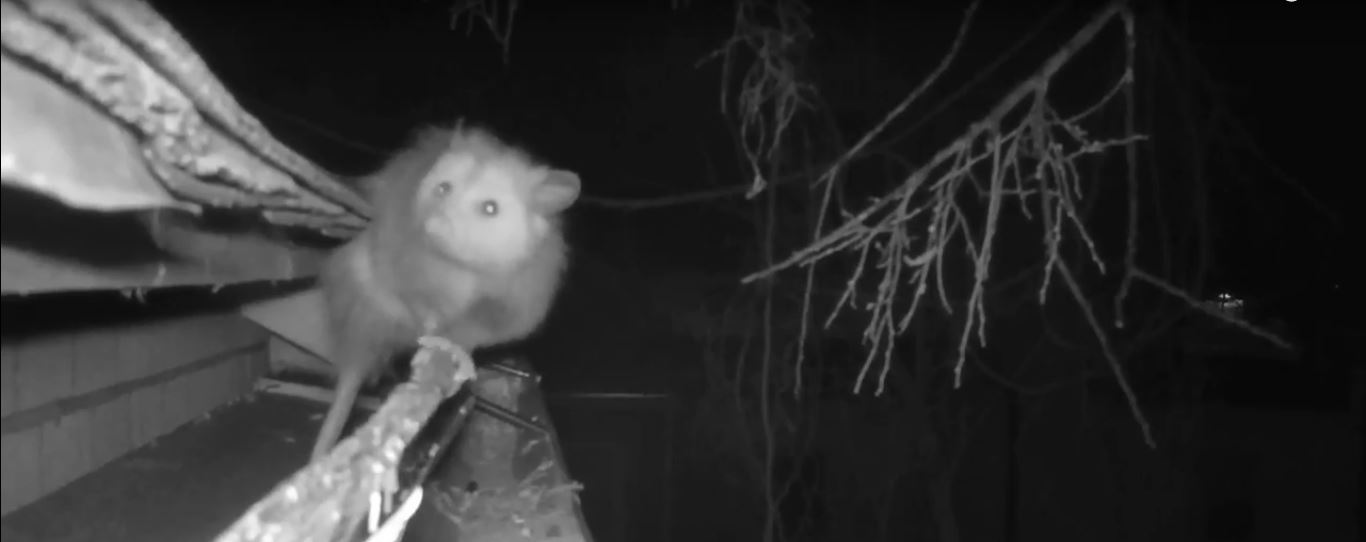 What is the Best Bait to Trap an Opossum?