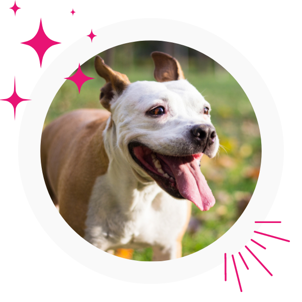 About Salina Veterinary Hospital Vet In Salina, KS 67401