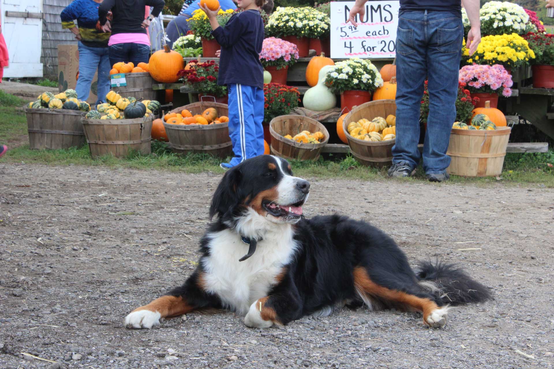 Activities Salisbury Farm