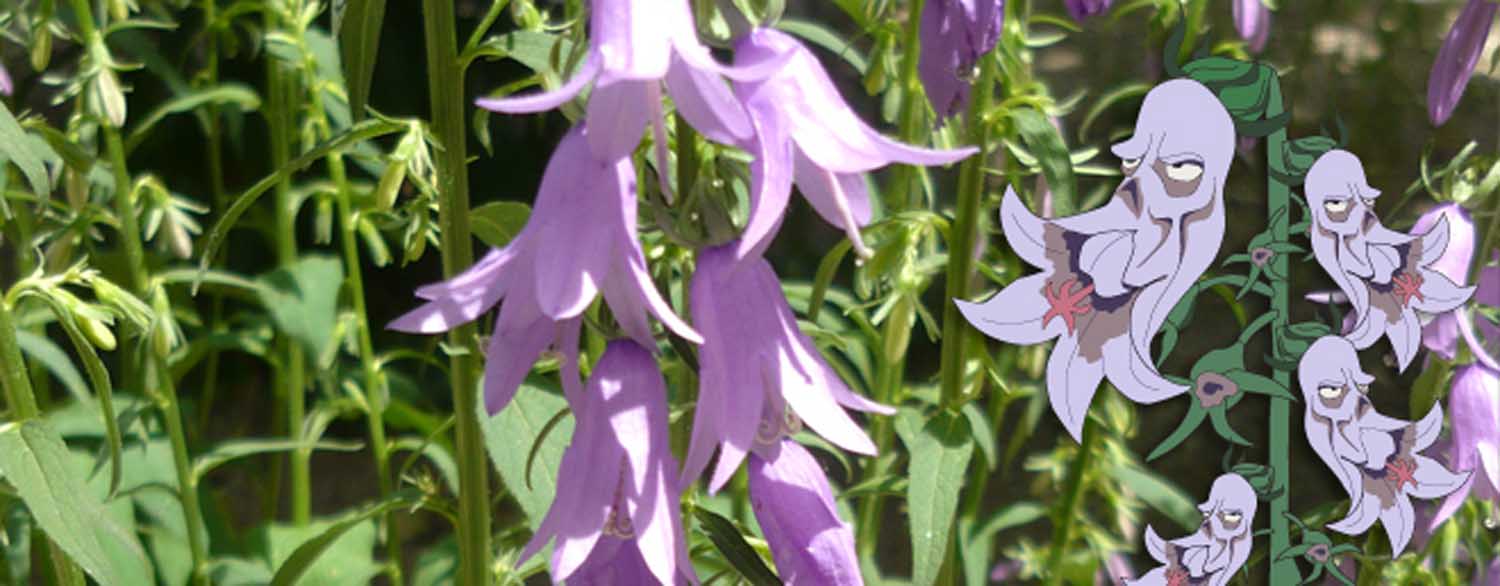 Creeping Bellflower The Zombie Weed Salisbury Greenhouse