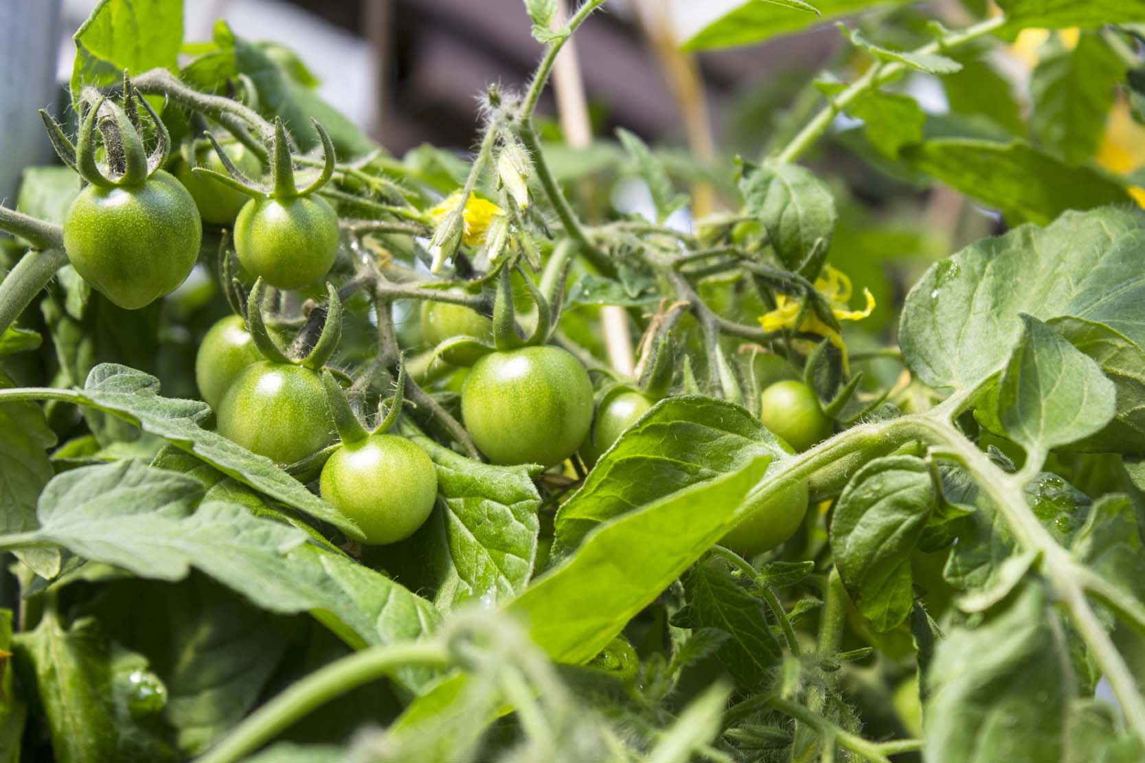 Growing Tomatoes Salisbury Greenhouse