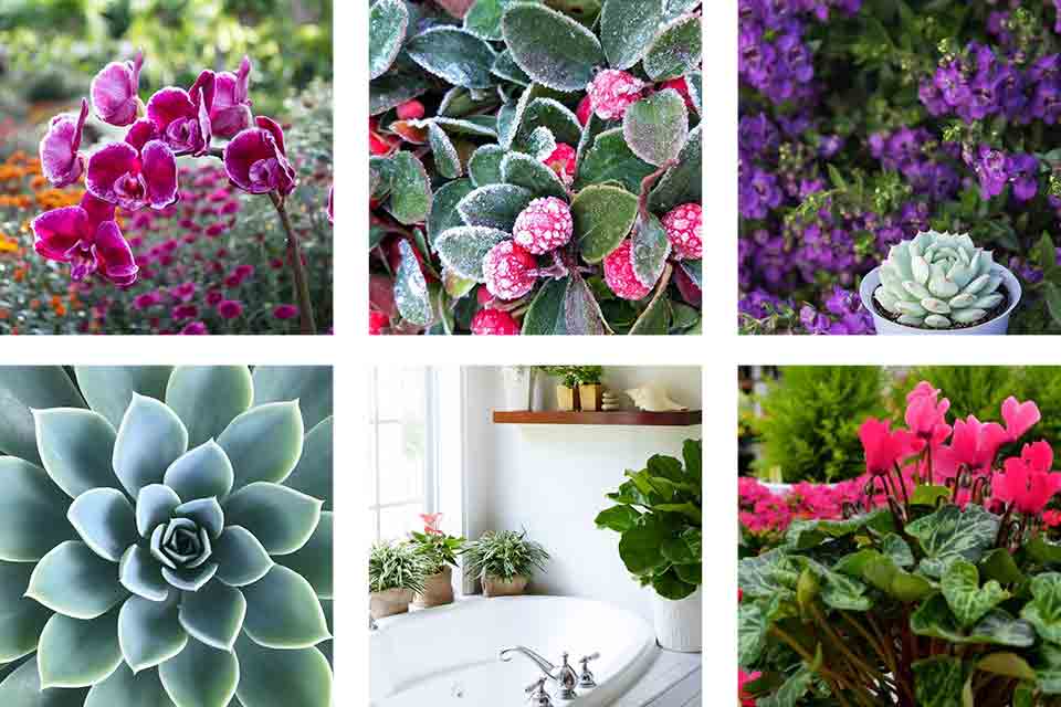 feature image 10 instagrams Salisbury Greenhouse