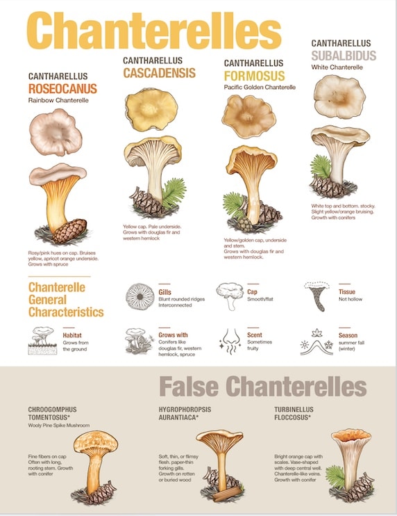 Chanterelle chart (11x17") Salish Mushrooms