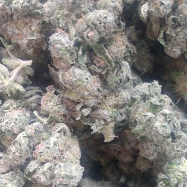 Buy Orange Crush weed strain in Canada at Salish Trails