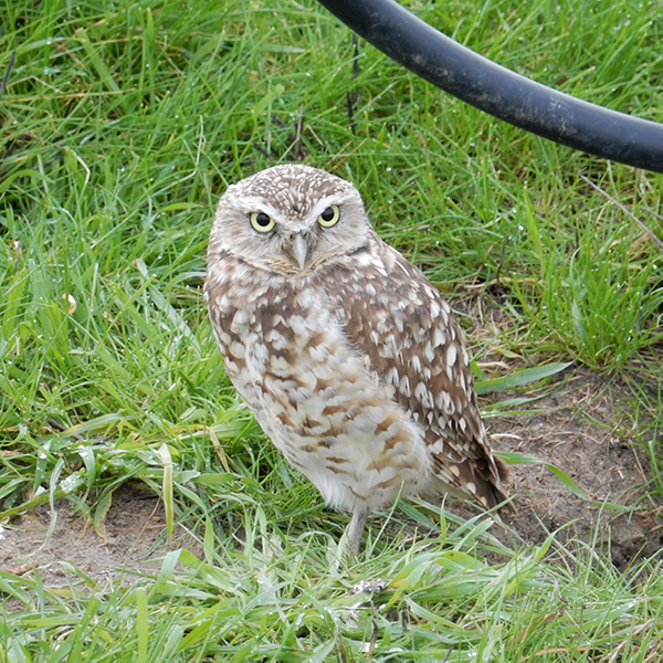 Wetland and Biological Services Salix Consulting, Inc.