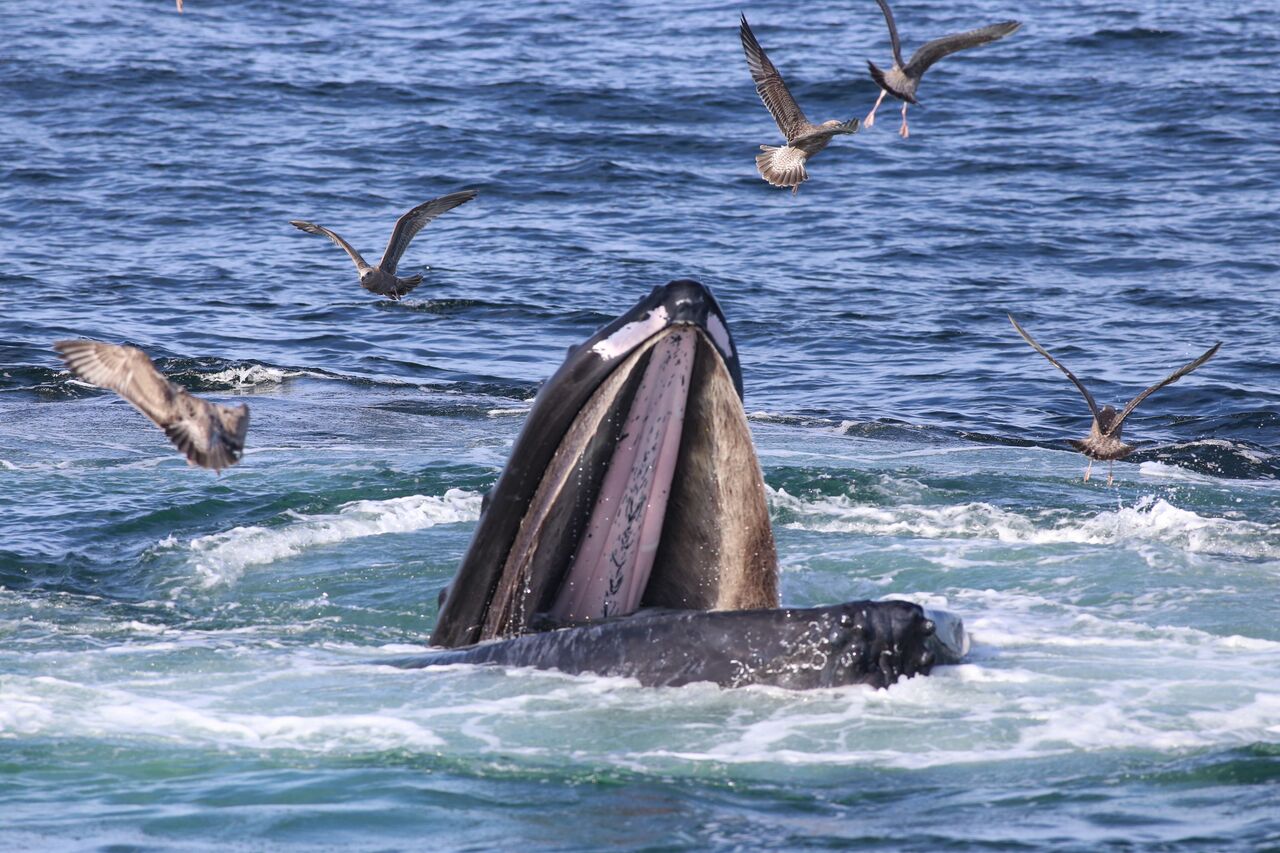 What is bubble net feeding??? Sally Kneidel, PhD
