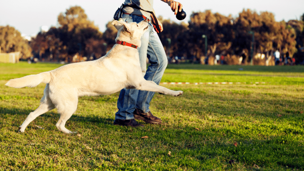 Jacksonville Dog Training Services Raleigh NC Dog Training Sally