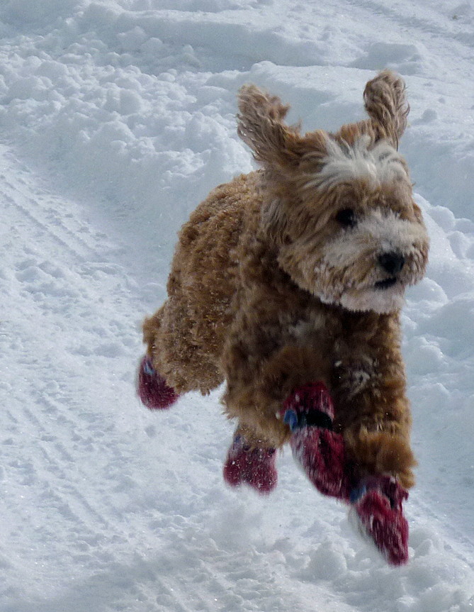 Flying Dog Life in the Foothills