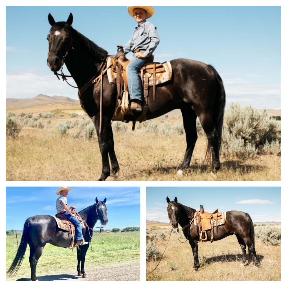 Lot 023 Bentley Salmon Select Sale