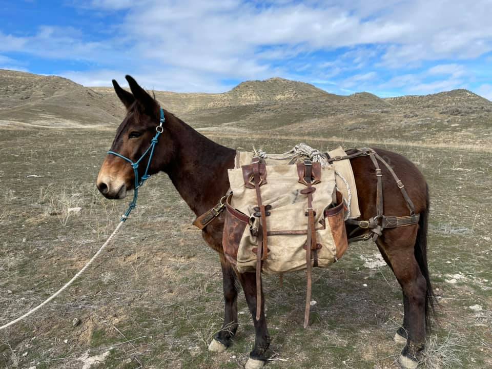 Mules Newest Entries Salmon Select Sale