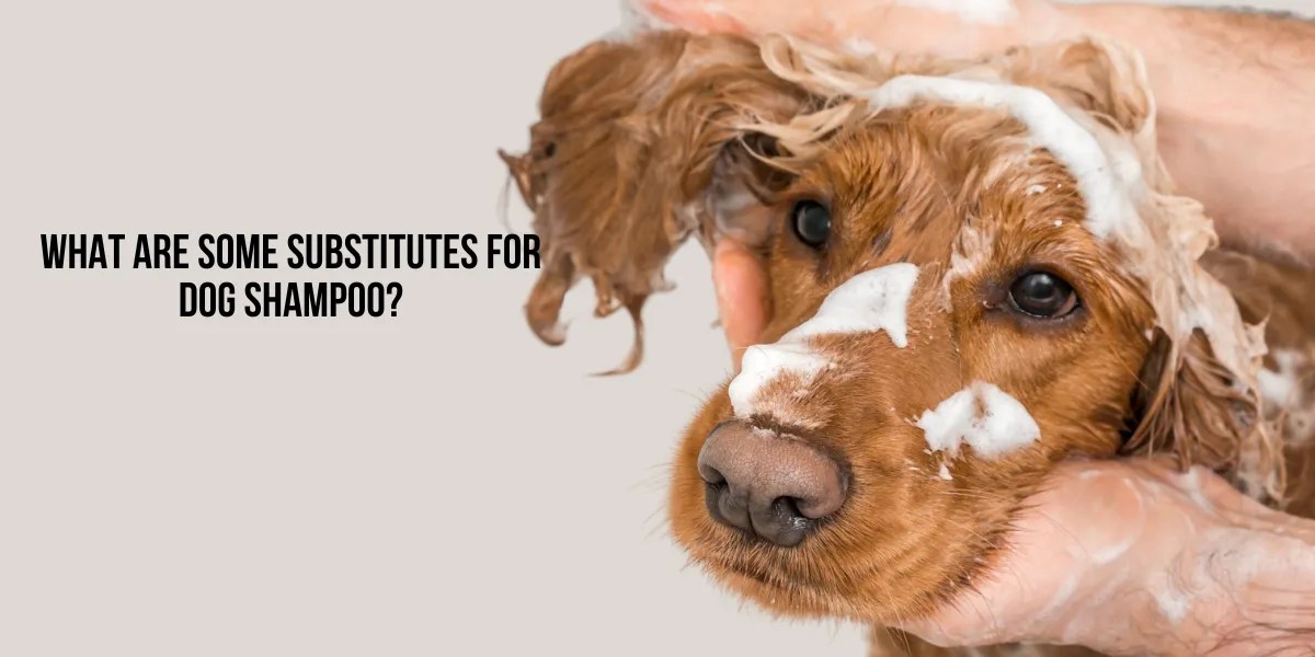 Can You Use Human Shampoo on Dogs? Find Out Now