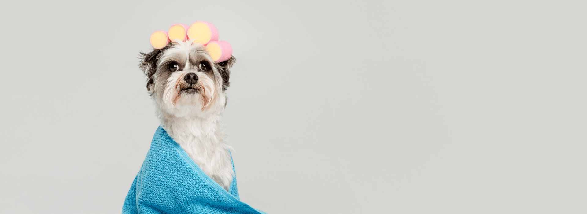 Boutique Dog Grooming in Brunswick Ran By Sebastian The Dog