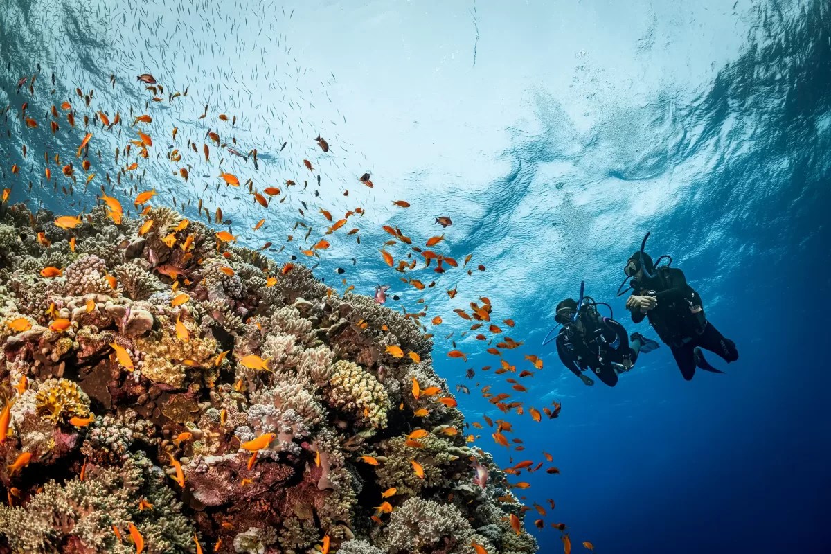 Diving Adalah Pengertian, dan Perbedaannya dengan Snorkeling