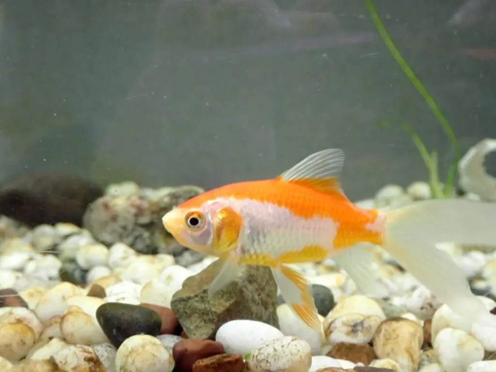 金魚の飼育に必要なものを全部まとめました！飼う前に知りたい飼育機材の選び方 【Salt＆Fresh】魚の総合サイト‐ソルフレ‐