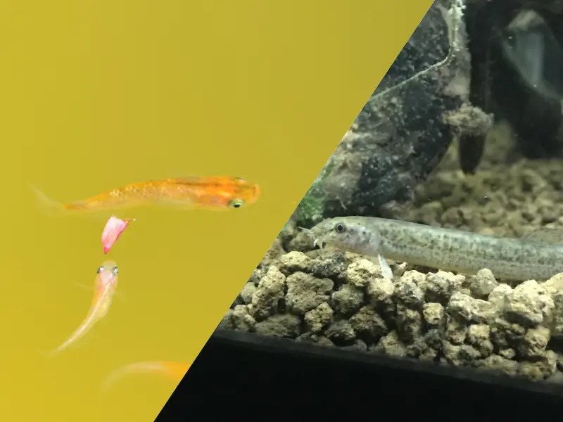 メダカと一緒に飼える魚・エビ・貝15種類！混泳しやすい生き物の特徴 【Salt＆Fresh】魚の総合サイト‐ソルフレ‐