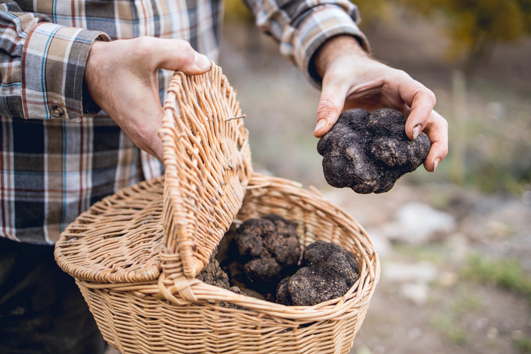 What is a Truffle? Digging into the World's Most Coveted Fungus — Salt