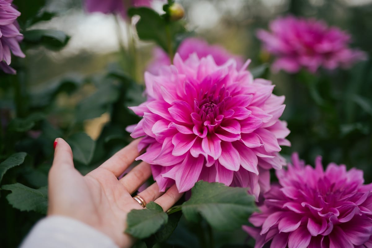 Get To Know The Carmel By The Sea Farmers Market — Salt & Wind Travel