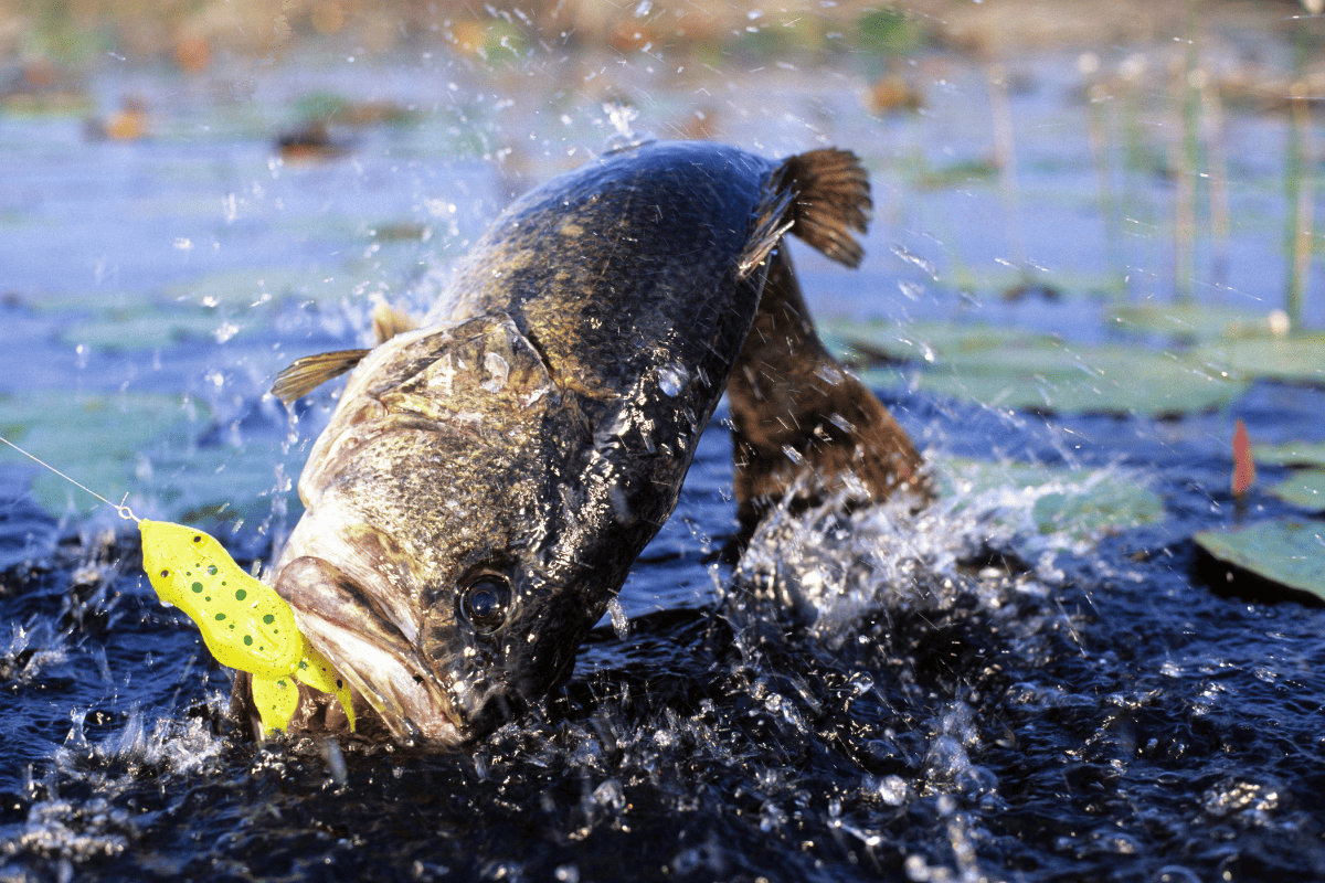 8 Best Topwater Lures for Bass in 2024