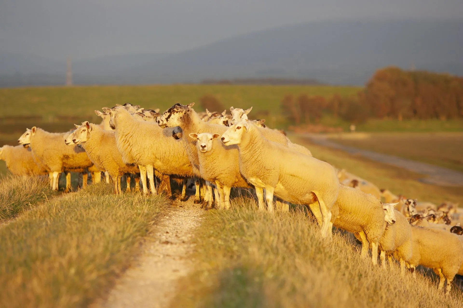 Home Cockerham Salt Marsh Lamb