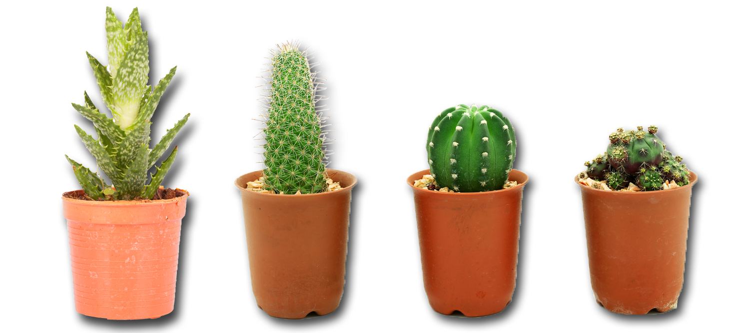 Cactus & Succulent Focus solución nutritiva para cactus y plantas