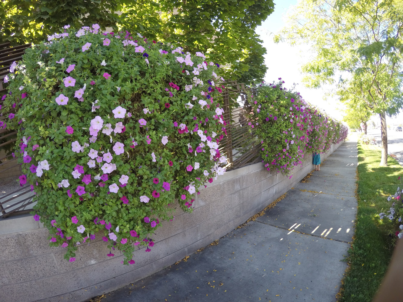 e learning for kindergarten Main Street Flowers Fredericton