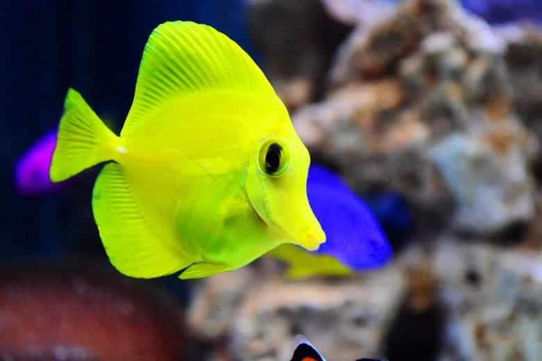 27 Yellow Tang Tank Mates The Definitive List 2020 Salt Tank Report