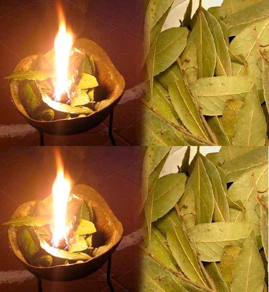 7 cosas que pasan si quemas una hoja de laurel cada noche en casa