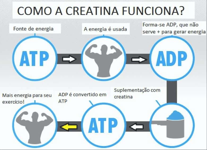 Creatina ¿qué Es, Para Qué Sirve, Beneficios Y Cómo Utilizar Salud