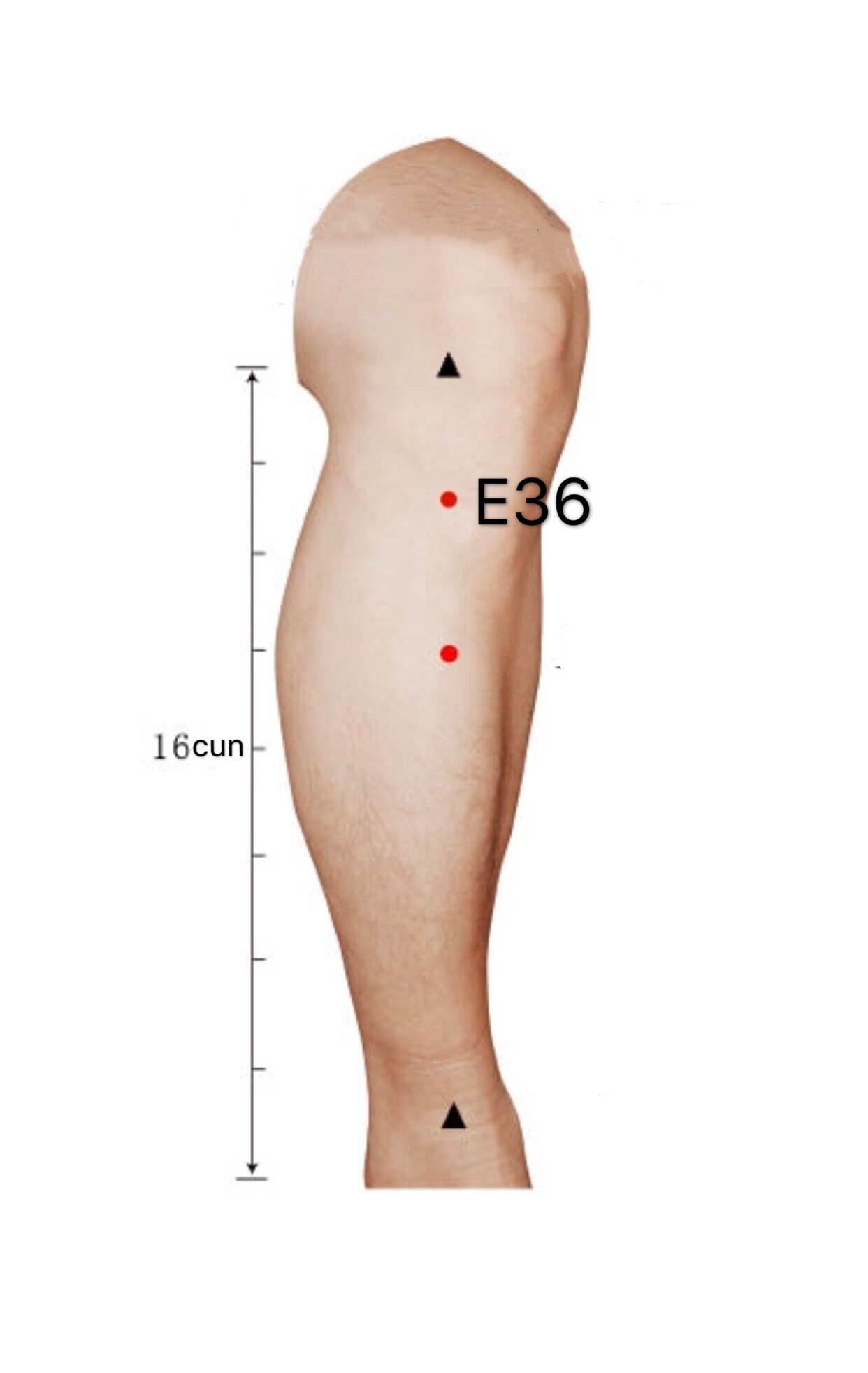 E36 Zusanli Punto Acupuntura del Meridiano del Estómago