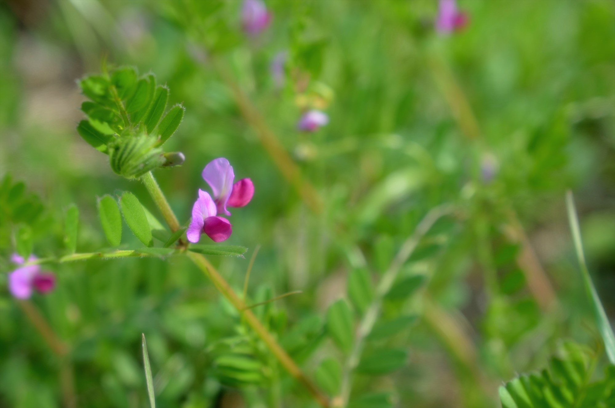 【春～初夏の雑草】花も葉っぱも実も食べられるカラスノエンドウ（ヤハズエンドウ） Saluton*Mondo